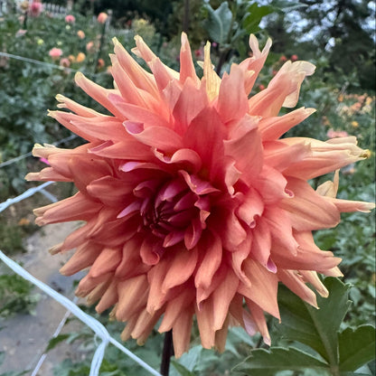Terracotta