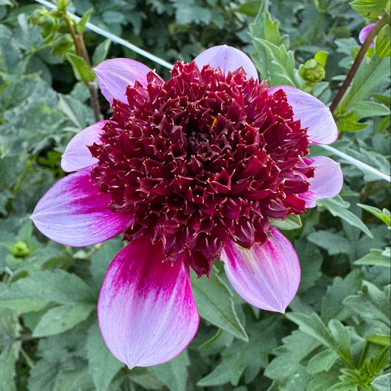 Aubergine