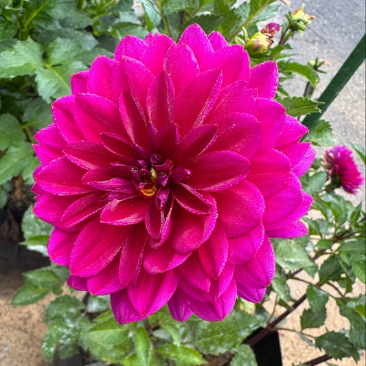 Jersey Beauty