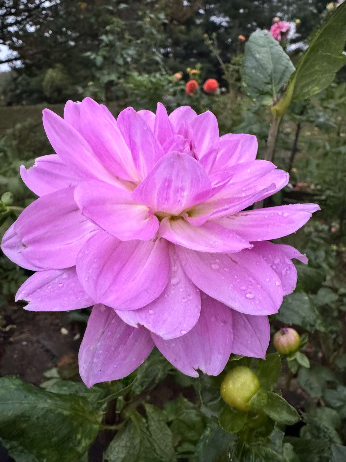 Sandia Shomei