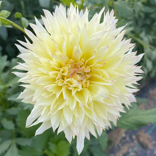Citron Du Cap