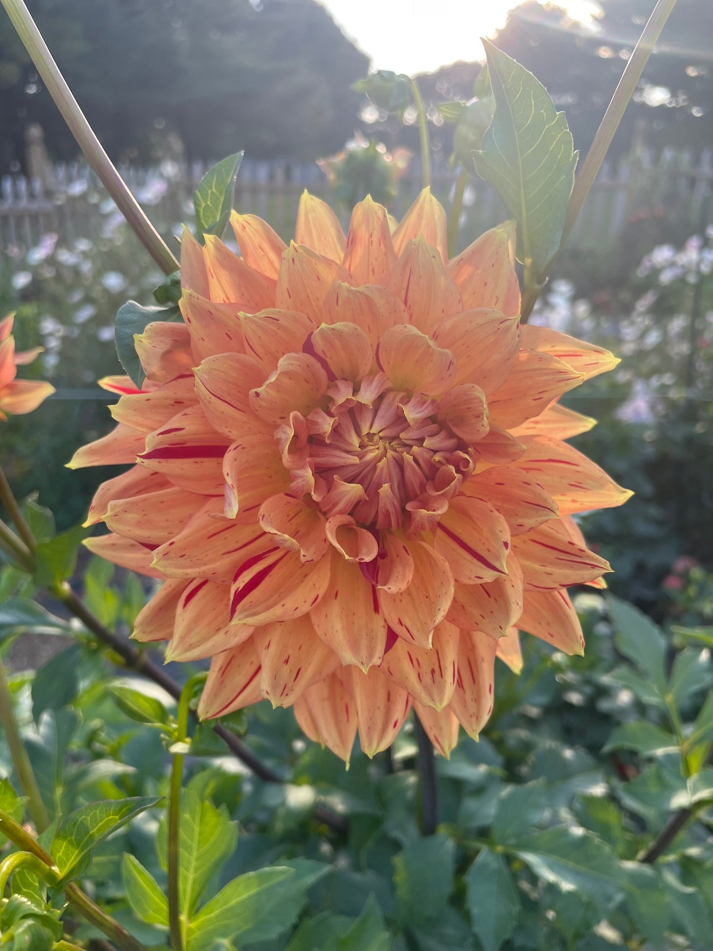 Sandia Tiger