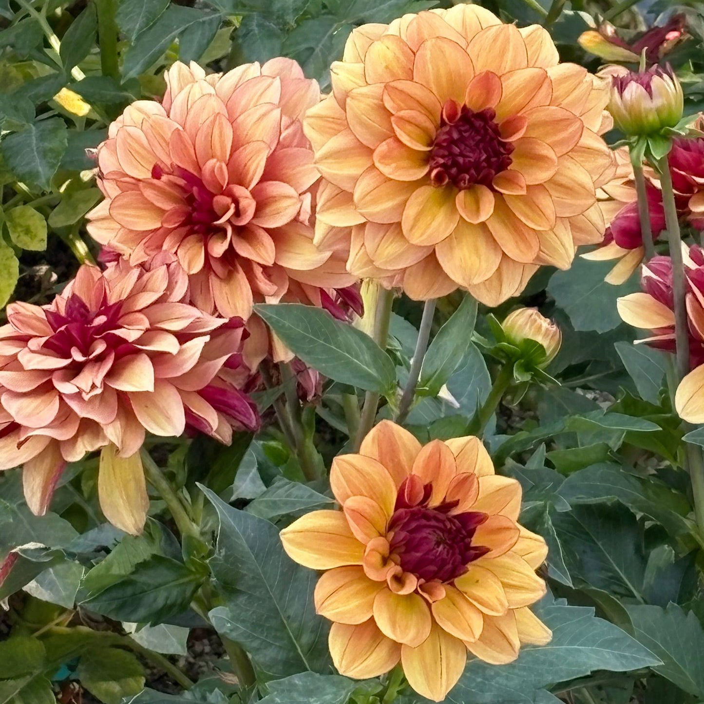 Crème De Cognac-ugly