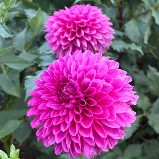 Pink Sylvia