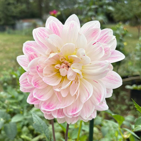 Hollyhill Lilibet