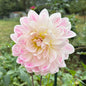 Hollyhill Lilibet