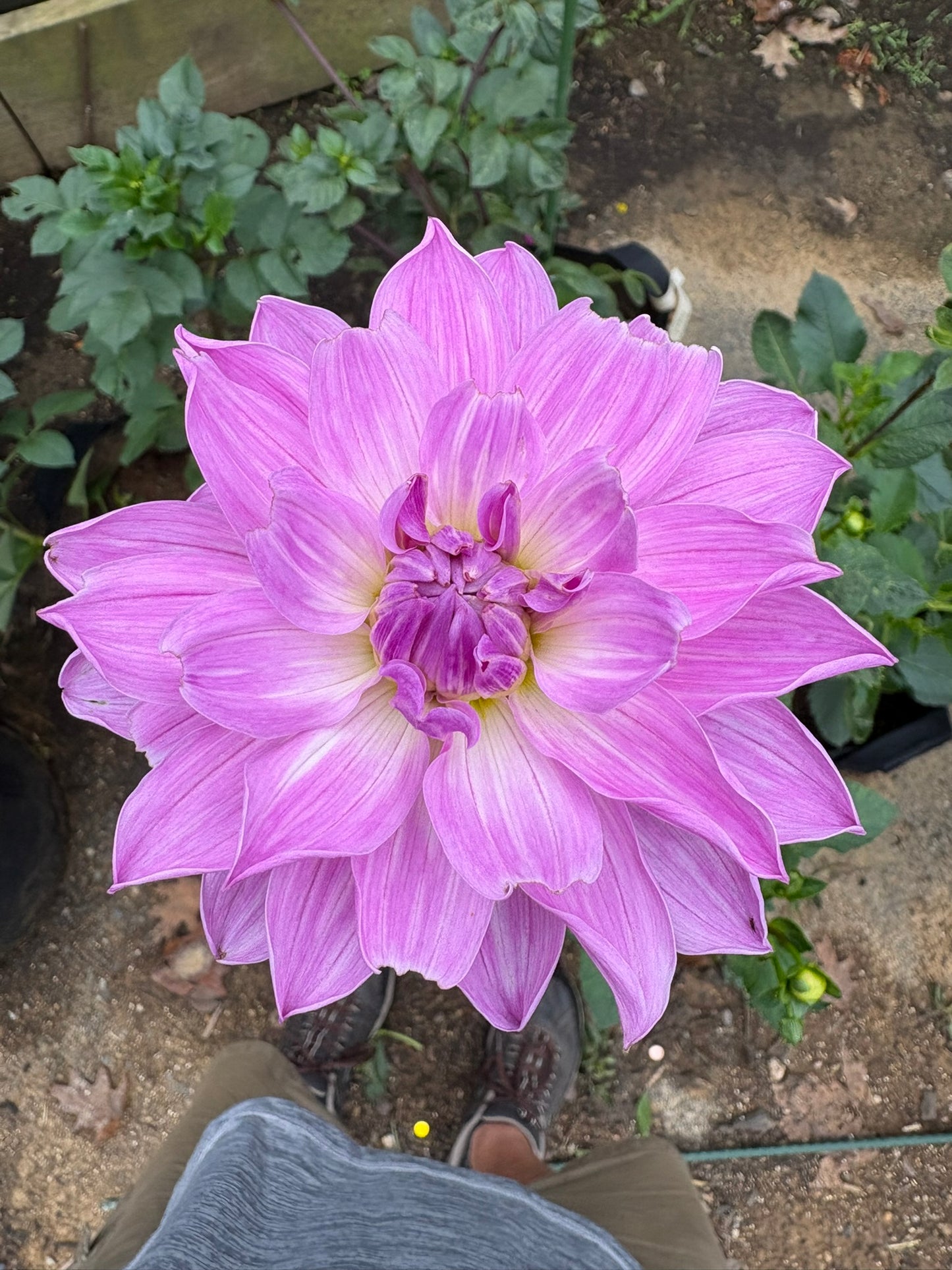 Sandia Shomei