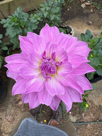 Sandia Shomei